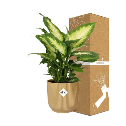 Kamerplant - Dieffenbachia 'Camilla' - Pot Ø 14cm