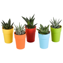 Kamerplant 5x Gasteria/Haworthia mix - Pot Ø 5,5cm