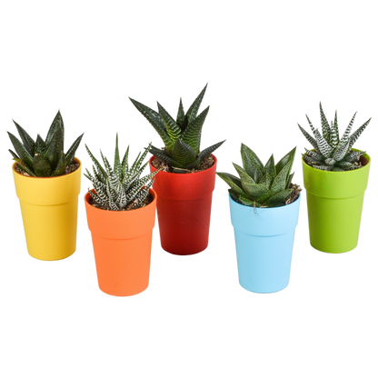 Kamerplant 5x Gasteria/Haworthia mix - Pot Ø 5,5cm