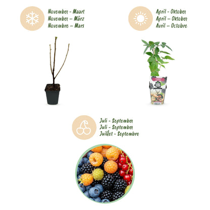 Buitenplant 4x Fruitplanten Rainbow - Rode Bes, Framboos, Braam, Blauwe Bes - Pot Ø 9cm