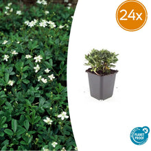 Buitenplant 24x Potentilla tridentata 'Nuuk' - Bloeiend - Pot Ø 9cm Hoogte ↕ 10-25cm