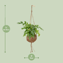 Kamerplant - Kokodama Monstera Minima - Hangplant - Pot Ø 15cm Hoogte ↕ 25cm