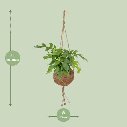 Kamerplant - Kokodama Monstera Minima - Hangplant - Pot Ø 15cm Hoogte ↕ 25cm