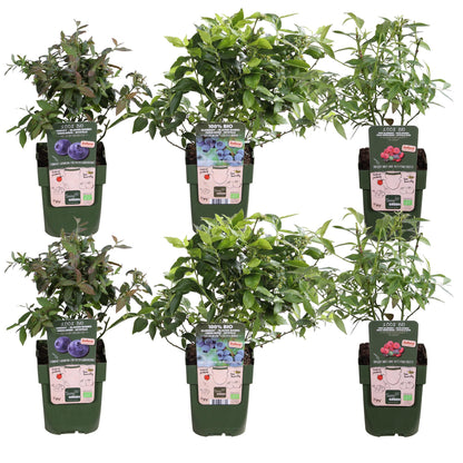 Buitenplant 6x Vaccinium corymbosum - Bloeiend - Pot Ø 13cm Hoogte ↕ 45cm