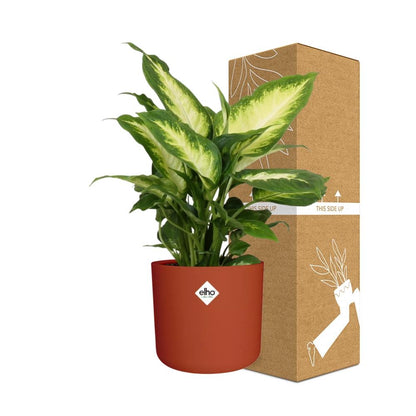 Kamerplant - Dieffenbachia 'Camilla' - Pot Ø 14cm