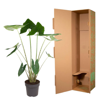 Kamerplant - Alocasia Zebrina - Pot Ø 32cm Hoogte ↕ 130cm