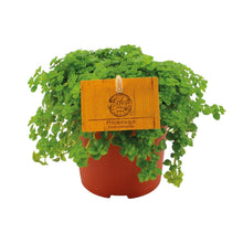 Kamerplant - Pilea Depressa - Pot Ø 10,5cm Hoogte ↕ 15cm