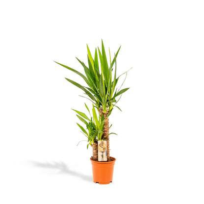 Kamerplant - Yucca - Pot Ø 17cm Hoogte ↕ 90cm