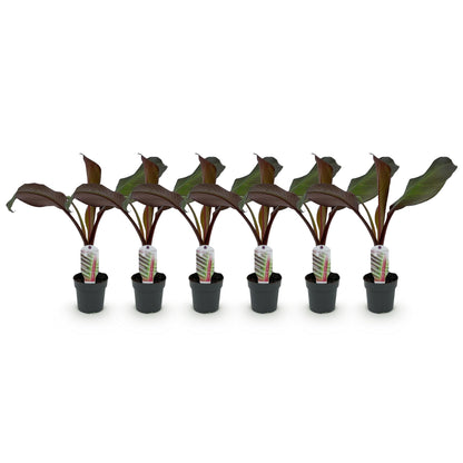 Buitenplant 6x Ensete ventricosum Maurelli - Winterhard - Pot Ø 12cm Hoogte ↕ 30cm
