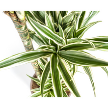XL kamerplant - Dracaena Deremensis White Stripe - Pot Ø 27cm Hoogte ↕ 170-190cm
