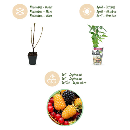 Buitenplant 3x Fruitplanten Tricolour - Rode Bes, Framboos, Zwarte Braam - Pot Ø 9cm
