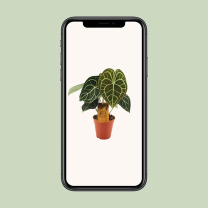 Kamerplant - Anthurium Clarinervium - Pot Ø 15cm Hoogte ↕ 25cm