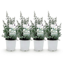 Buitenplant 4x Eucalyptus gunnii - Winterhard - Pot Ø 17cm Hoogte ↕ 40cm