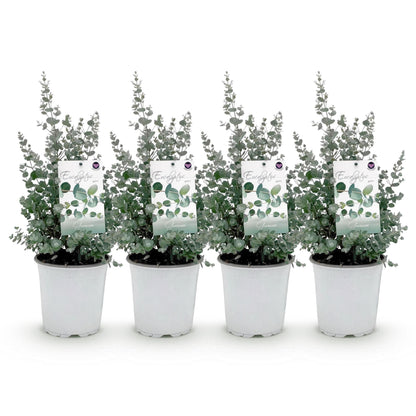 Buitenplant 4x Eucalyptus gunnii - Winterhard - Pot Ø 17cm Hoogte ↕ 40cm
