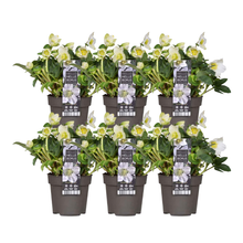 Buitenplant 6x Helleborus niger 'Christmas Carol' - Bloeiend - Pot Ø 12cm Hoogte ↕ 20cm