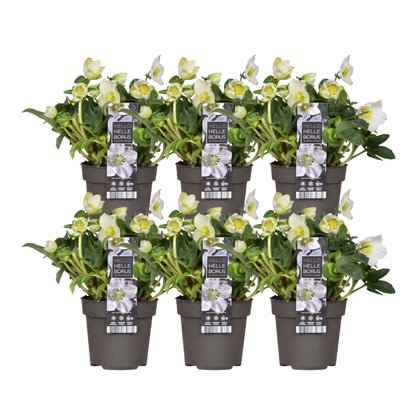 Buitenplant 6x Helleborus niger 'Christmas Carol' - Bloeiend - Pot Ø 12cm Hoogte ↕ 20cm
