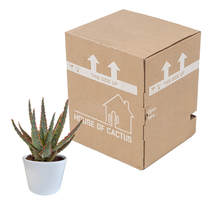 Kamerplant - Aloë zebrina Dannyz - Pot Ø 10,5cm