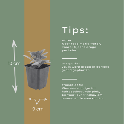 Buitenplant 48x Aster frikartii 'Mönch' - Bloeiend - Pot Ø 9cm Hoogte ↕ 10-25cm