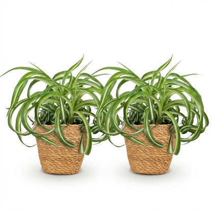 Kamerplant 2x Chlorophytum comosum Bonnie - Krullende Graslelie - Pot Ø 12cm Hoogte ↕ 20cm
