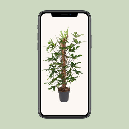 Kamerplant - Philodendron Pedatum - Pot Ø 24cm Hoogte ↕ 120cm