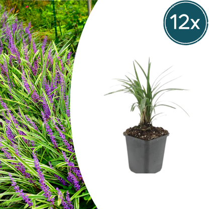 Buitenplant 12x Liriope muscari 'Moneymaker' - Pot Ø 9cm Hoogte ↕ 10-25cm