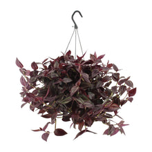Kamerplant - Tradescantia Jewel Red - Pot Ø 17cm Hoogte ↕ 25cm