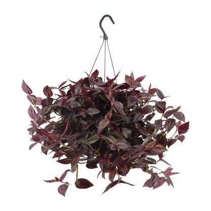 Kamerplant - Tradescantia Jewel Red - Pot Ø 17cm Hoogte ↕ 25cm