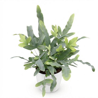 Kamerplant - Phlebodium aureum Blue Star - Blauwe Varen - Pot Ø 12cm Hoogte ↕ 25cm