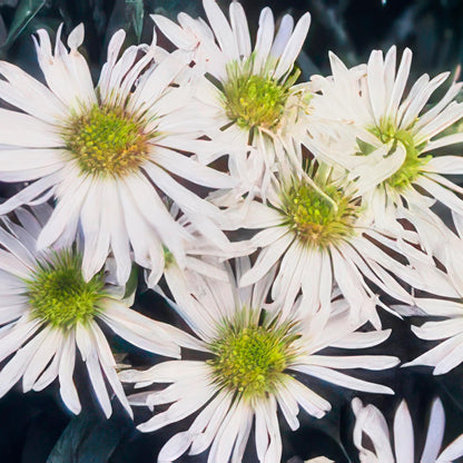 Buitenplant 60x Aster ageratoides 'Ashvi' - Bloeiend - Pot Ø 9cm Hoogte ↕ 10-25cm
