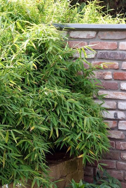 Buitenplant 6x Fargesia Rufa - Bamboe - Pot Ø 13cm Hoogte ↕ 25cm