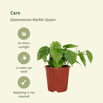 Kamerplant 2x Philodendron Scandens - Pot Ø 12cm Hoogte ↕ 15cm