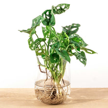 Kamerplant - Monstera - DIY-pakket Hydroponie