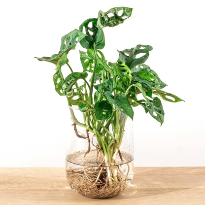 Kamerplant - Monstera - DIY-pakket Hydroponie