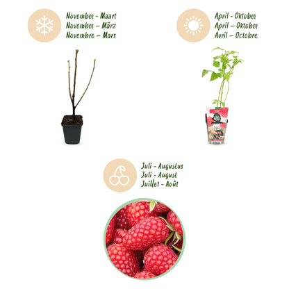 Buitenplant 3x Rubus idaeus 'Heritage' - Rode Framboos - Winterhard - Pot Ø 9cm