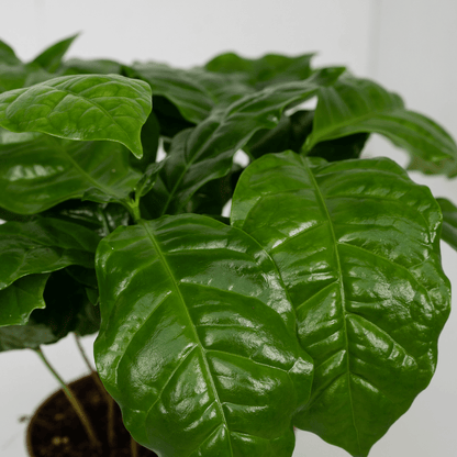 Kamerplant 2x Coffea Arabica - Pot Ø 12cm Hoogte ↕ 25cm
