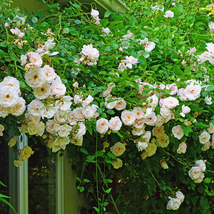 Buitenplant 2x Rosa 'New Dawn' - Klimroos - Bloeiend - Pot Ø 11cm Hoogte ↕ 40cm