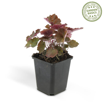 Buitenplant 48x Heuchera mic. 'Palace Purple' - Pot Ø 9cm Hoogte ↕ 10-25cm