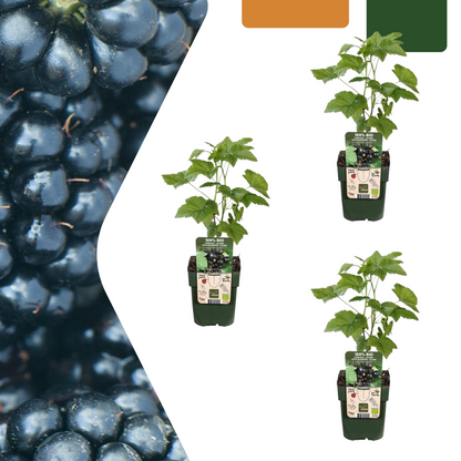 Buitenplant 3x Biologische bramenplanten - Pot Ø 13cm Hoogte ↕ 20cm