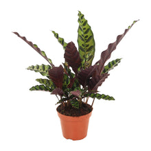 Kamerplant - Calathea Insignis - Pot Ø 12cm Hoogte ↕ 50cm