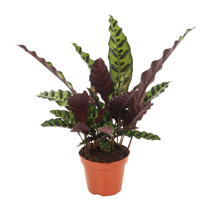 Kamerplant - Calathea Insignis - Pot Ø 12cm Hoogte ↕ 50cm