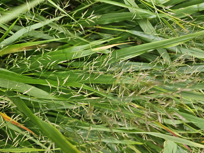 Buitenplant 48x Hakonechloa macra - Pot Ø 9cm Hoogte ↕ 10-25cm