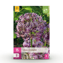 Buitenplant 15x Allium Christophii - Bloeiend - Bolmaat 10/2