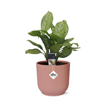 Kamerplant - Aglaonema Christina - Pot Ø 14cm