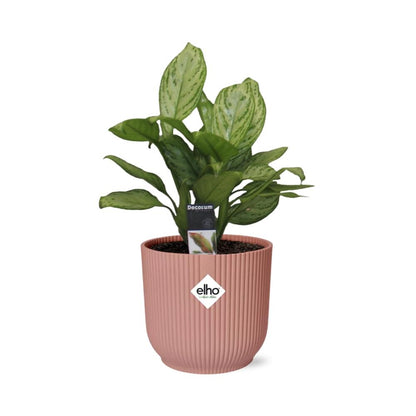 Kamerplant - Aglaonema Christina - Pot Ø 14cm