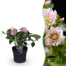 Buitenplant - Helleborus orientalis 'Double Ellen Pink' - Bloeiend - Pot Ø 14cm Hoogte ↕ 35cm