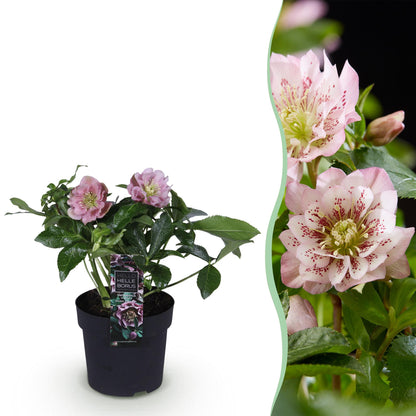 Buitenplant - Helleborus orientalis 'Double Ellen Pink' - Bloeiend - Pot Ø 14cm Hoogte ↕ 35cm