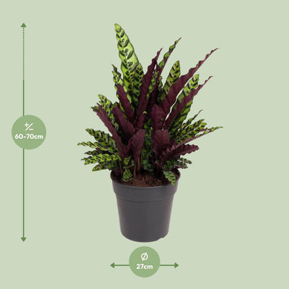 Kamerplant - Calathea Lancifolia - Pot Ø 27cm Hoogte ↕ 70cm