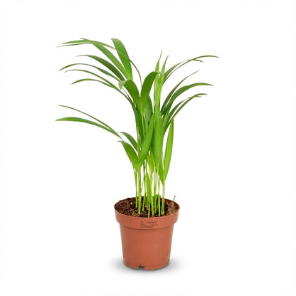 Kamerplant - Dypsis Lutescens (Areca Palm) - Hoogte ↕ 12-230cm