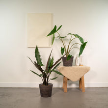 Kamerplant - Alocasia Mix (Zebrina, Lauterbachiana) - Pot Ø 19cm Hoogte ↕ 75cm