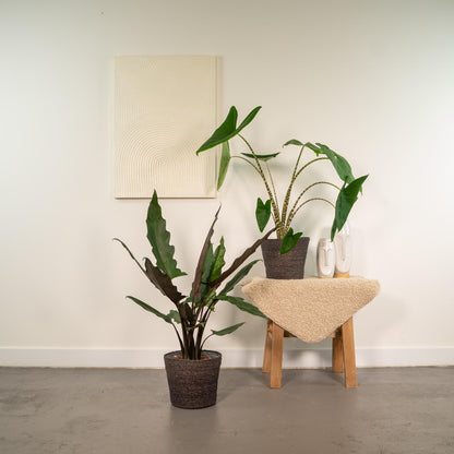 Kamerplant - Alocasia Mix (Zebrina, Lauterbachiana) - Pot Ø 19cm Hoogte ↕ 75cm